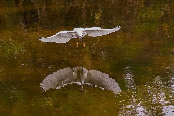 Jones, Adam 아티스트의 Snowy egret flying-Merritt Island National Wildlife Refuge-Florida작품입니다.